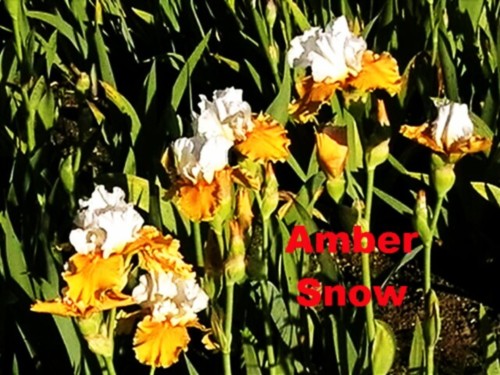 Amber Snow.jpg