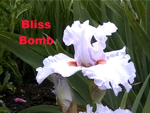 Bliss Bomb.jpg
