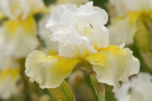 Daffodil Cloud.jpg
